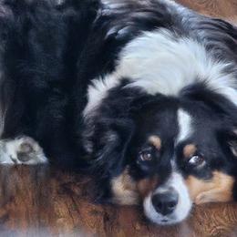 Australian Shepherds from Elk Ridge Australian Shepherds