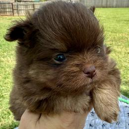 Nugget - Chocolate female Pomeranian puppy in Edmond, Oklahoma from My Sun & Moon Poms