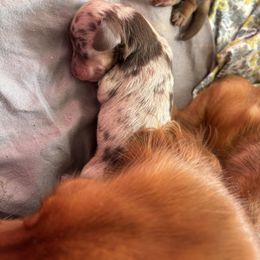 Girl 1 - Dapple female Dachshund puppy in Navarre, Florida from Sonia’s Creamsicle Dachshunds