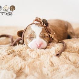 Bernedoodle and Goldendoodle Puppies from Hommel’s Mini Darling Doodles