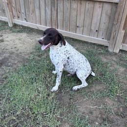 Gunnar - German Shorthaired Pointer