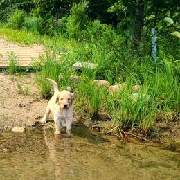 Goldendoodle Puppies from Renegade Retrievers of the North
