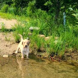 Goldendoodle Puppies from Renegade Retrievers of the North