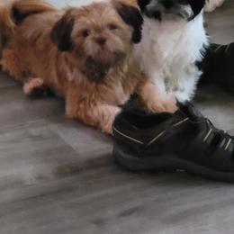 Shih Tzu Puppies from Shih Tzu Kennels