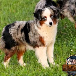 Inari - Toy Australian Shepherd