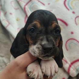 Megan - Black brown and white female Basset Hound puppy in Newton Grove, North Carolina from MGA Basset Hound