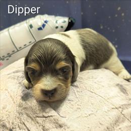 Dipper - Blue and cream male Dachshund puppy in Grove, Oklahoma from Dachs on the lake