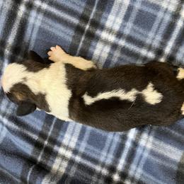 Zig Zag - Red and white male Saint Bernard puppy in New Sharon, Maine from KP Saint Bernards