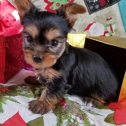 Yorkshire Terrier Puppies from Angela Coleman