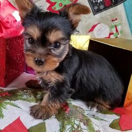 Yorkshire Terrier Puppies from Angela Coleman