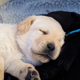 Labrador Retriever Puppies from High Altitude Labradors