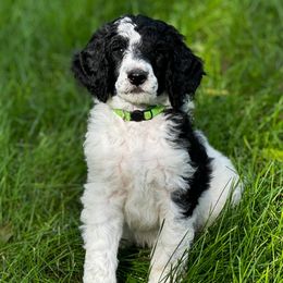Poodles from Petersen Poodles