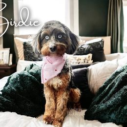 Birdie - Aussiedoodle