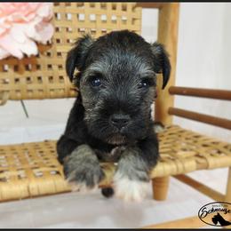 AKC 26014 - Salt and pepper male Miniature Schnauzer puppy in Mount Airy, Georgia from Miniature Schnauzers GA, LLC