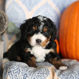 Bernedoodle Puppies from DoodlyDoodlyDoodles