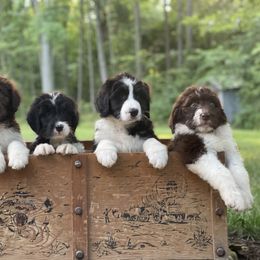 Bordoodle Puppies from Borders of Eby Eden