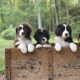 Bordoodle Puppies from Borders of Eby Eden