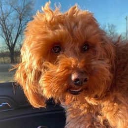 Goldendoodles from Greenwood’s Doodles