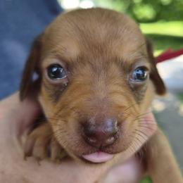 Christine-Red - Red female Dachshund puppy in Frankfort, Kentucky from Gigi's Dachshunds
