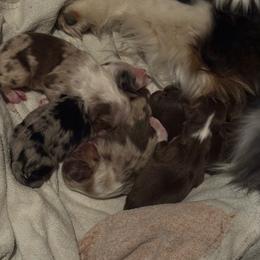 Lady - Red tri female Miniature Australian Shepherd puppy in Chino Valley, Arizona from Perkins Mini/Toy Aussies