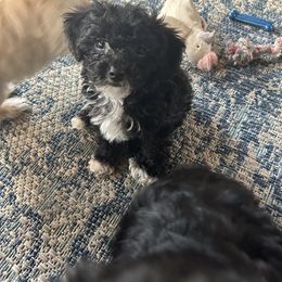 Yorkipoo Puppies from Bayless Yorkiepoos
