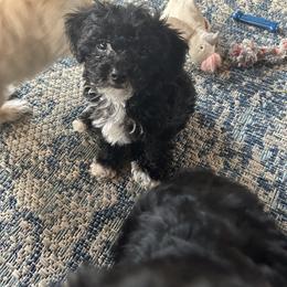 Yorkipoo Puppies from Bayless Yorkiepoos