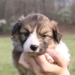 Sparrow - Sable male Pembroke Welsh Corgi puppy in Fayetteville, Arkansas from Intergalactic Corgis
