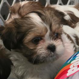 Boy 3 - Tricolor male Shih Tzu puppy in New Bern, North Carolina from Kuddly Creatures
