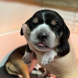 Orange - Black tan and bluetick male Beagle puppy in Jasper, Texas from Beech Grove Beagles