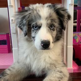 Miniature Australian Shepherds from Fairfax Aussies