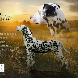 Ella - Dalmatian