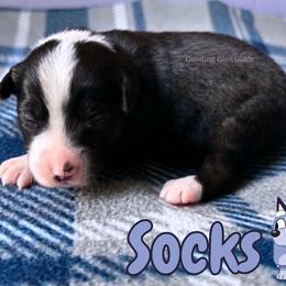 Socks - Black tri female Miniature American Shepherd puppy in Millington, Tennessee from Goading Glee Glade
