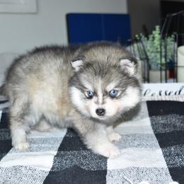 Stone - Gray and white male Pomsky puppy in Chino Valley, Arizona from Rose Peek Pomskies