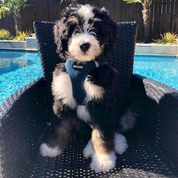Bernedoodle Puppies from Baldridge Bernedoodles