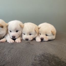 Bella - Cream female Shiba Inu puppy in Monett, Missouri from Happy Tails Shiba Inus
