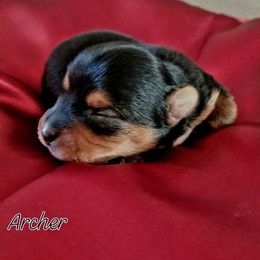 Archer - Black and tan male Yorkshire Terrier puppy in Hot Springs, Arkansas from Kimberly's Lovable Littles