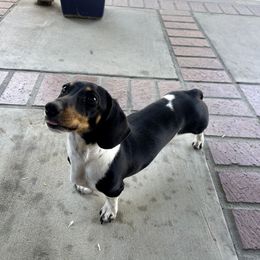 Rosie - Dachshund