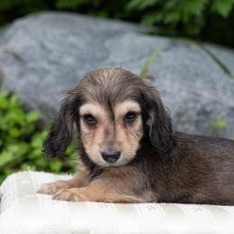 Fi 4500dollars - Cream male Dachshund puppy in Crystal, Michigan from Mare-bella Dachshunds