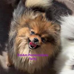 Taffy-will be spayed - Red sable female Pomeranian puppy in Kentucky from Em&M Pomeranians