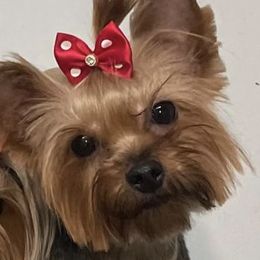 Estella - Yorkshire Terrier
