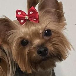 Estella - Yorkshire Terrier