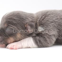 American Corgi Puppies from Diamond Corgis
