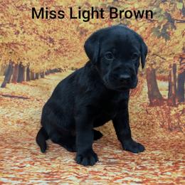 Miss Light Brown - Black female Labrador Retriever puppy in Lebanon, Pennsylvania from Robertson's Retrievers and Doodles