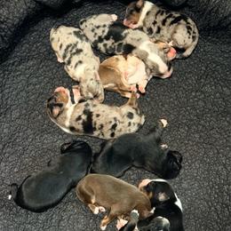 Angel - Blue merle female Australian Shepherd puppy in Howardsville, Virginia from Spectacular Aussies and Cavaliers