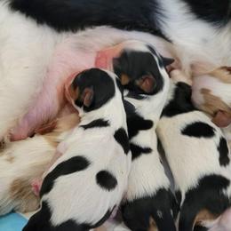 Christina - Tri-color female Cavalier King Charles Spaniel puppy in Sparta, Georgia from Southern Edge Kennel