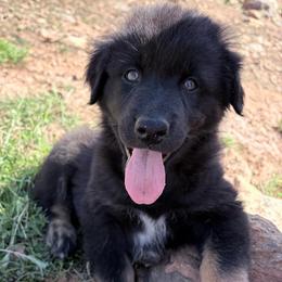 Koda - Black Collar - Black male Australian Shepherd puppy in San Marcos, California from Faith Family Freedom Farm