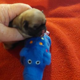 Boy 4 - Fawn male Pug puppy in Cedar Springs, Michigan from Wilson's Pugs