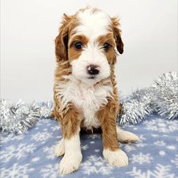 Mint - Red male Bernedoodle puppy in Granton, Wisconsin from Rose River Farms
