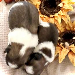 Blossom - Sable and white female Japanese Chin puppy in Davisville, Missouri from Uniquely Yours, Shelly’s Japanese Chins