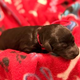 Pink - Black female Goldendoodle puppy in Van Buren, Missouri from Jami’s Goldendoodles & Poodles